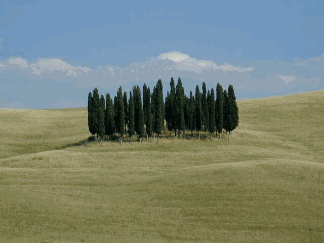 Zypressen am Horizont